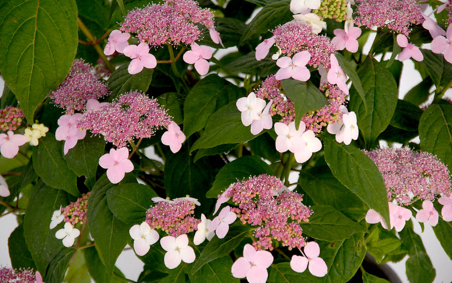 Превью изображения