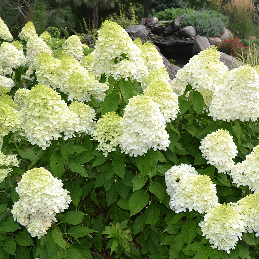 Превью изображения