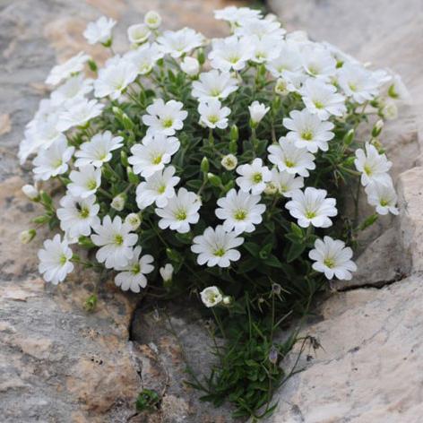 Превью изображения