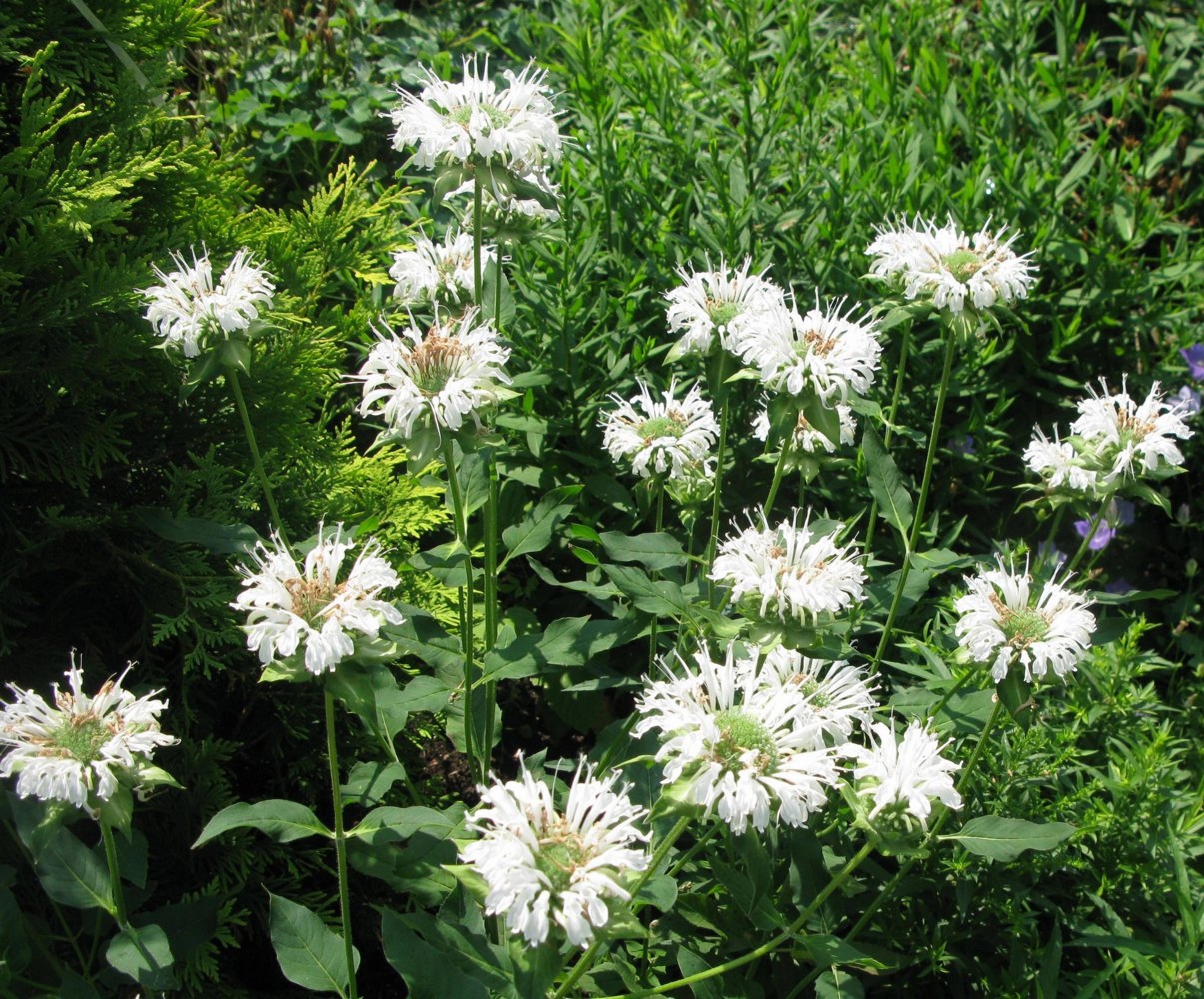 Превью изображения