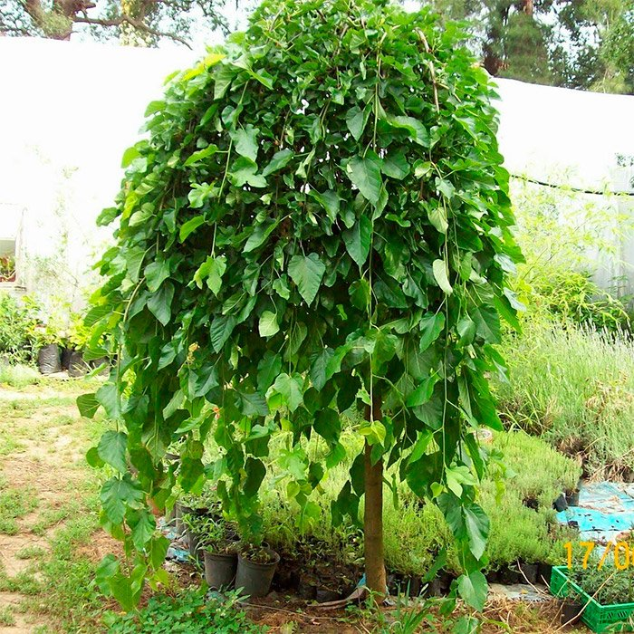 Превью изображения