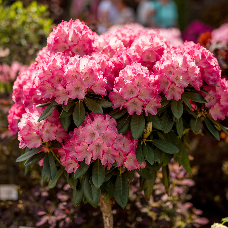 Превью изображения