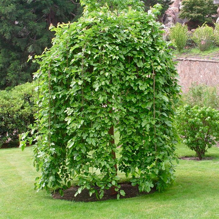 Превью изображения