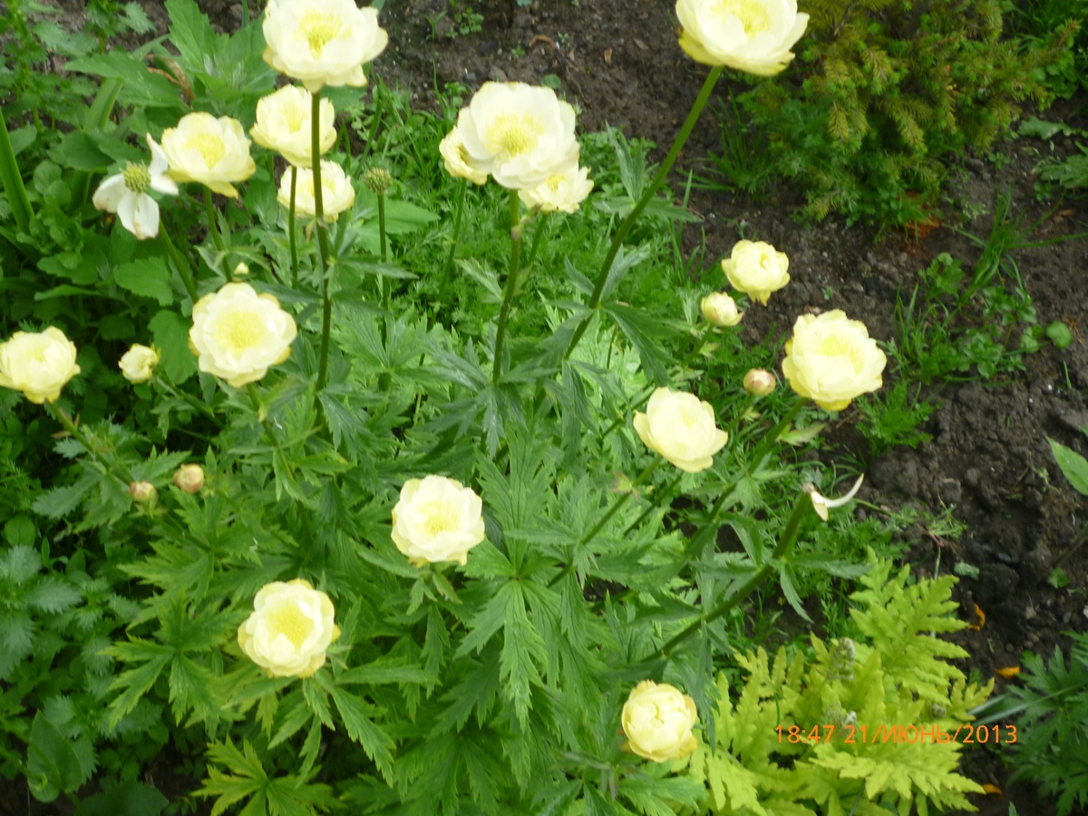 Превью изображения