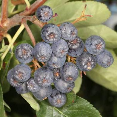 Превью изображения