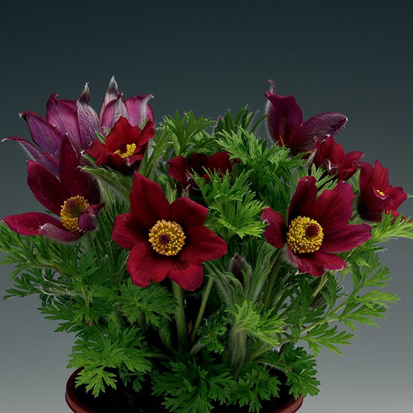 Превью изображения