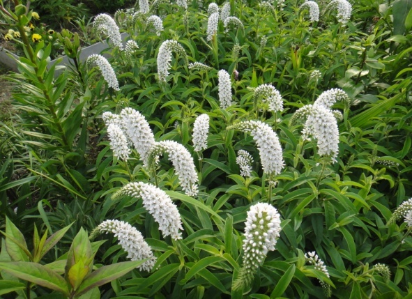 Превью изображения