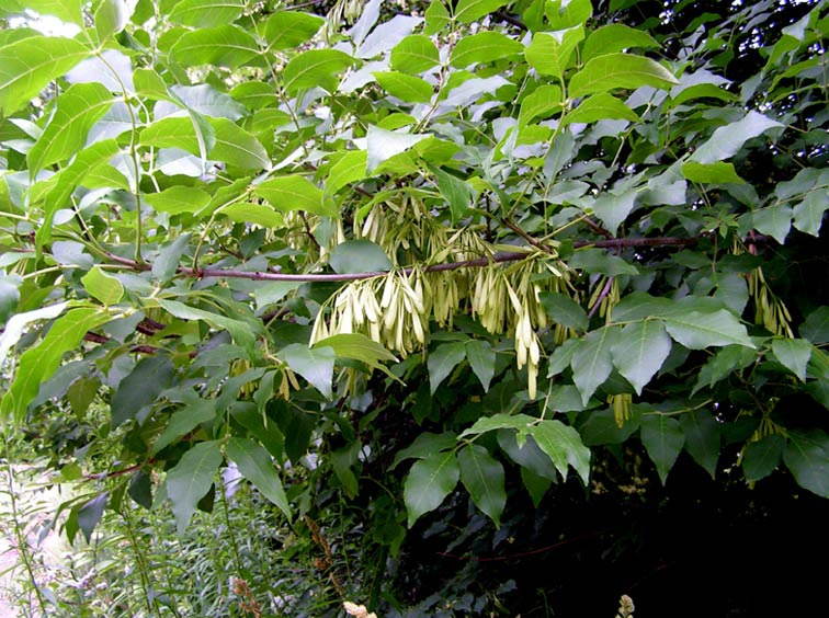 Превью изображения