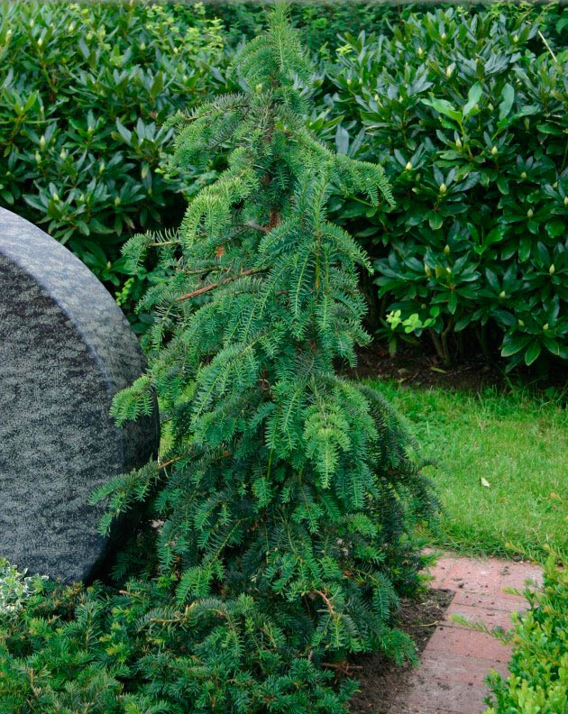 Превью изображения