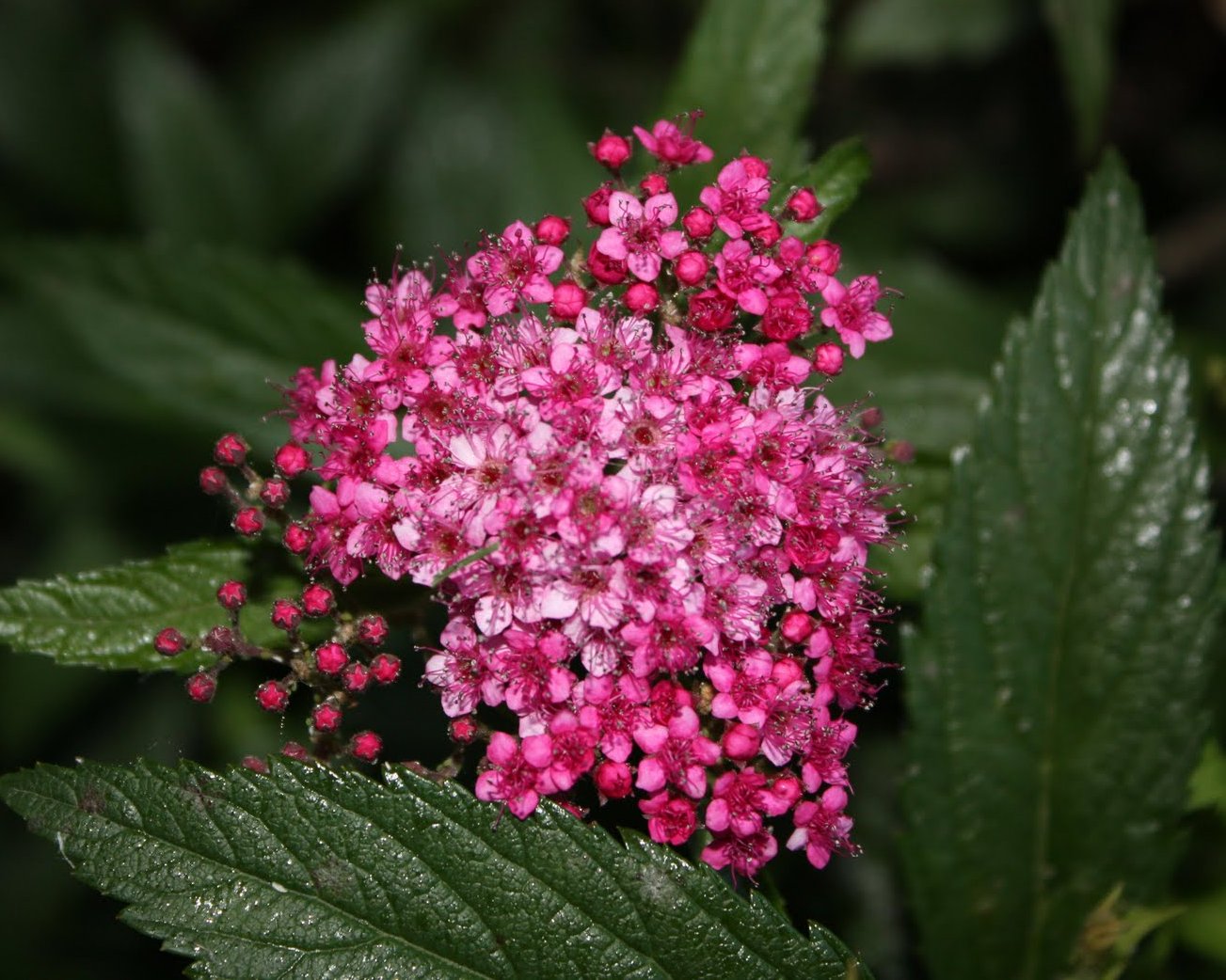 Превью изображения