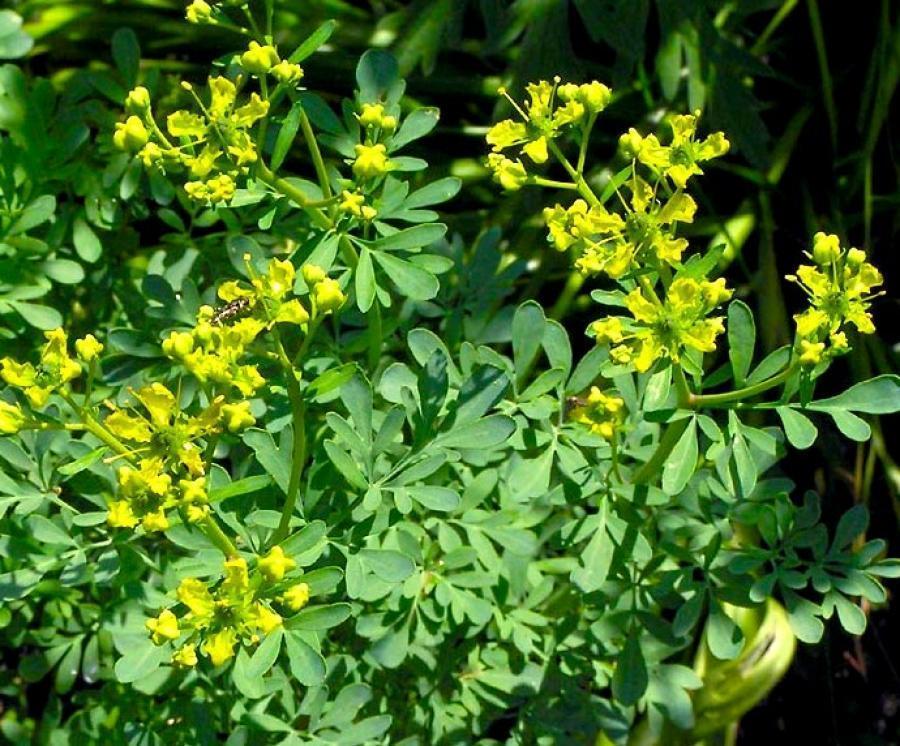 Превью изображения