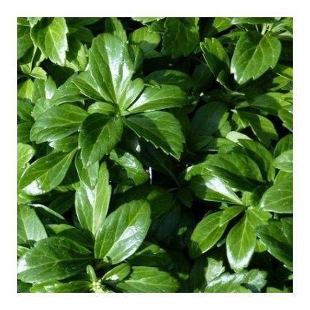 Превью изображения