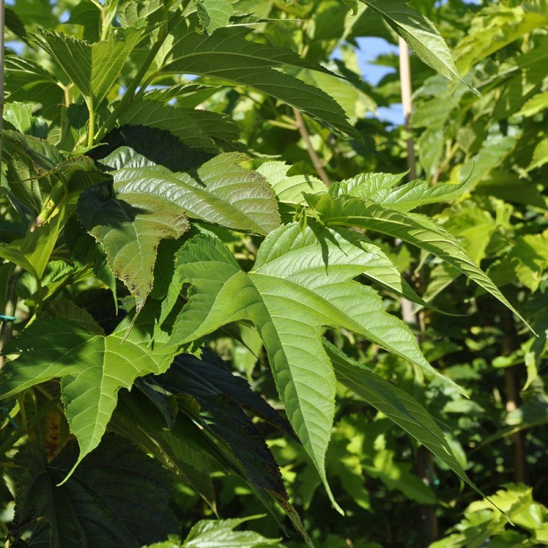 Превью изображения