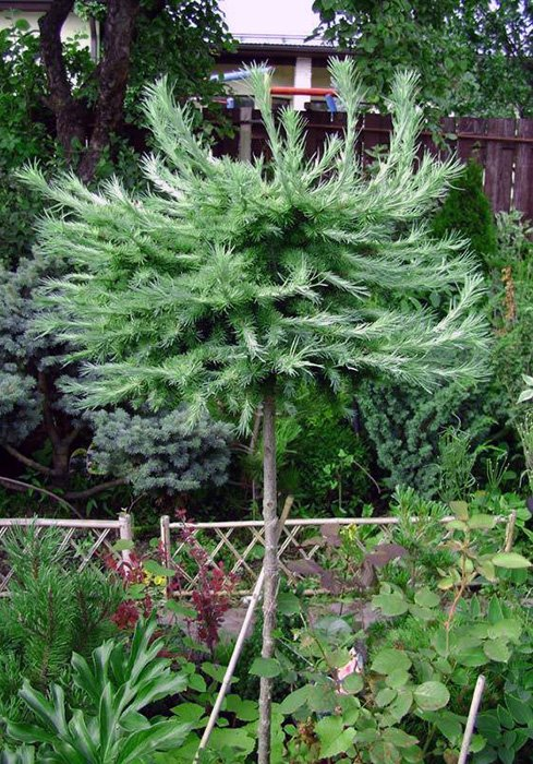 Превью изображения