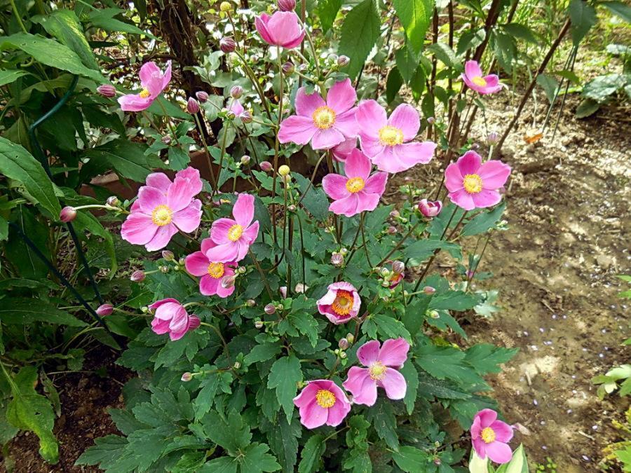 Превью изображения