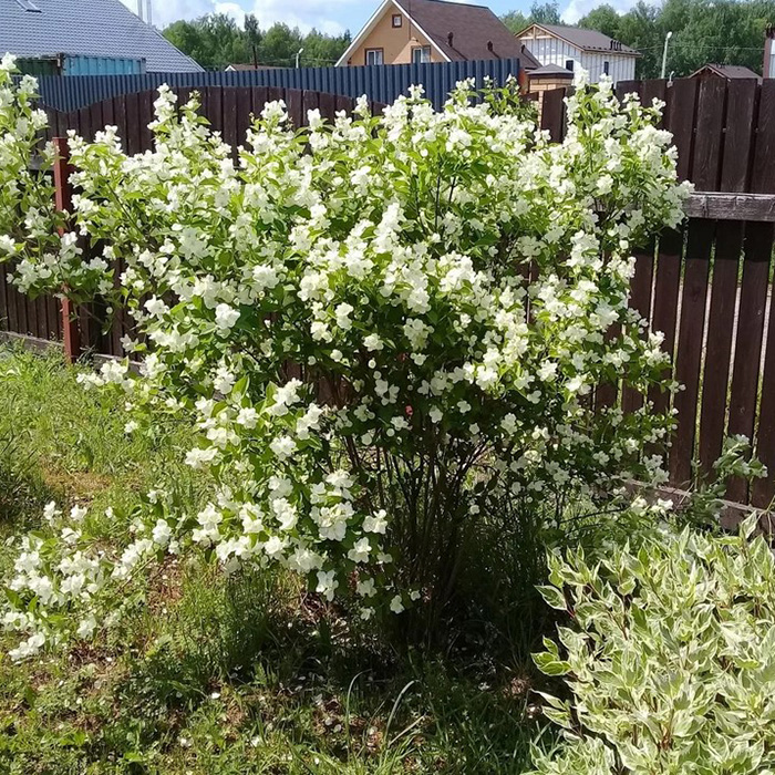 Превью изображения