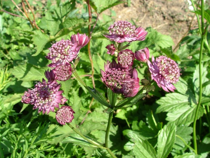 Превью изображения