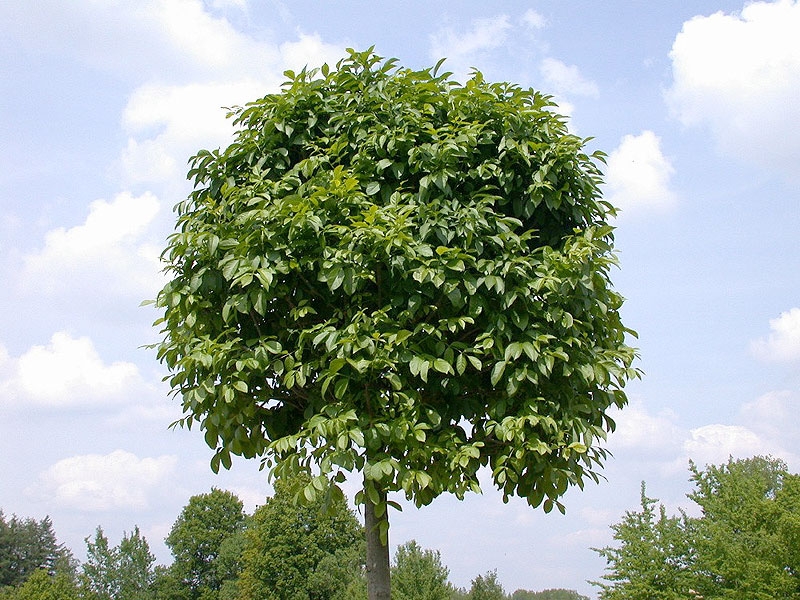 Превью изображения