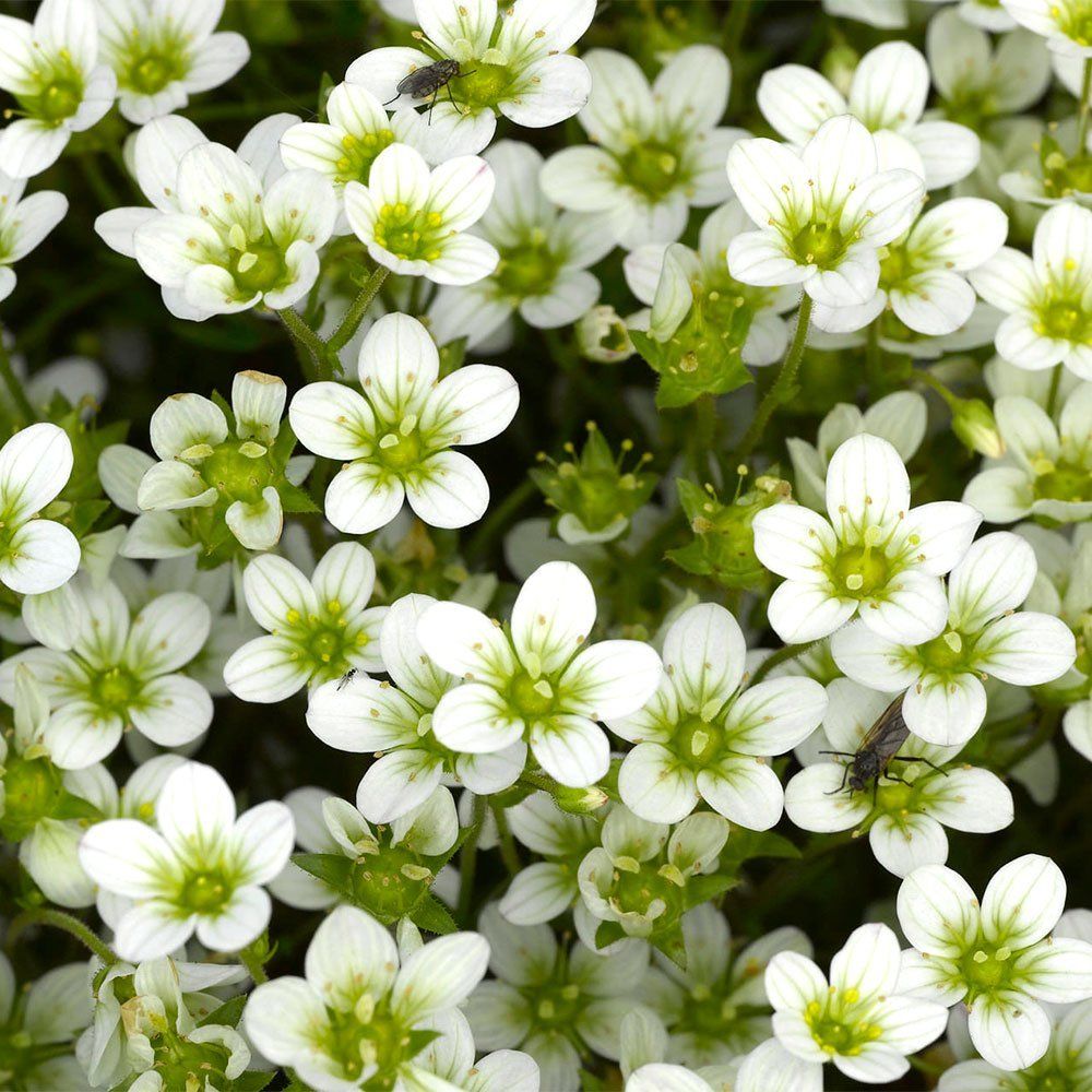 Превью изображения