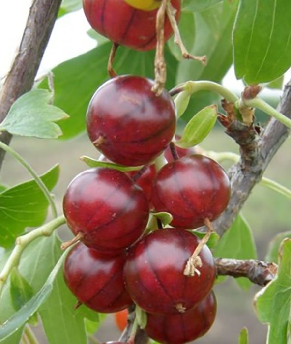 Превью изображения