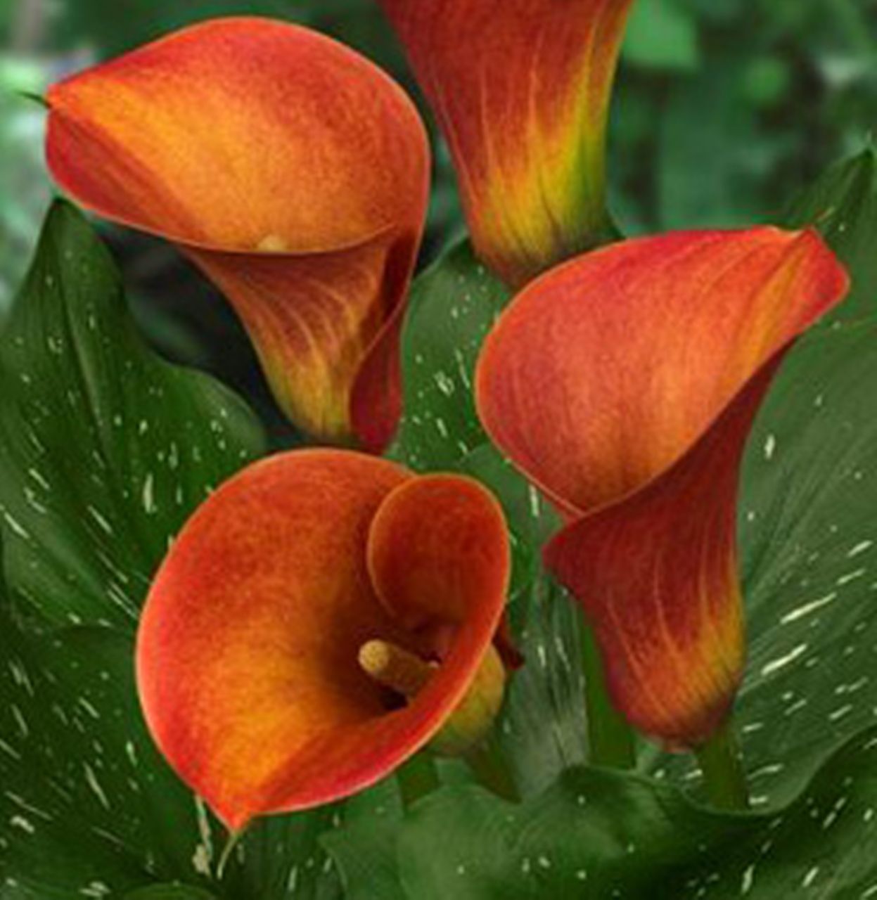 Превью изображения