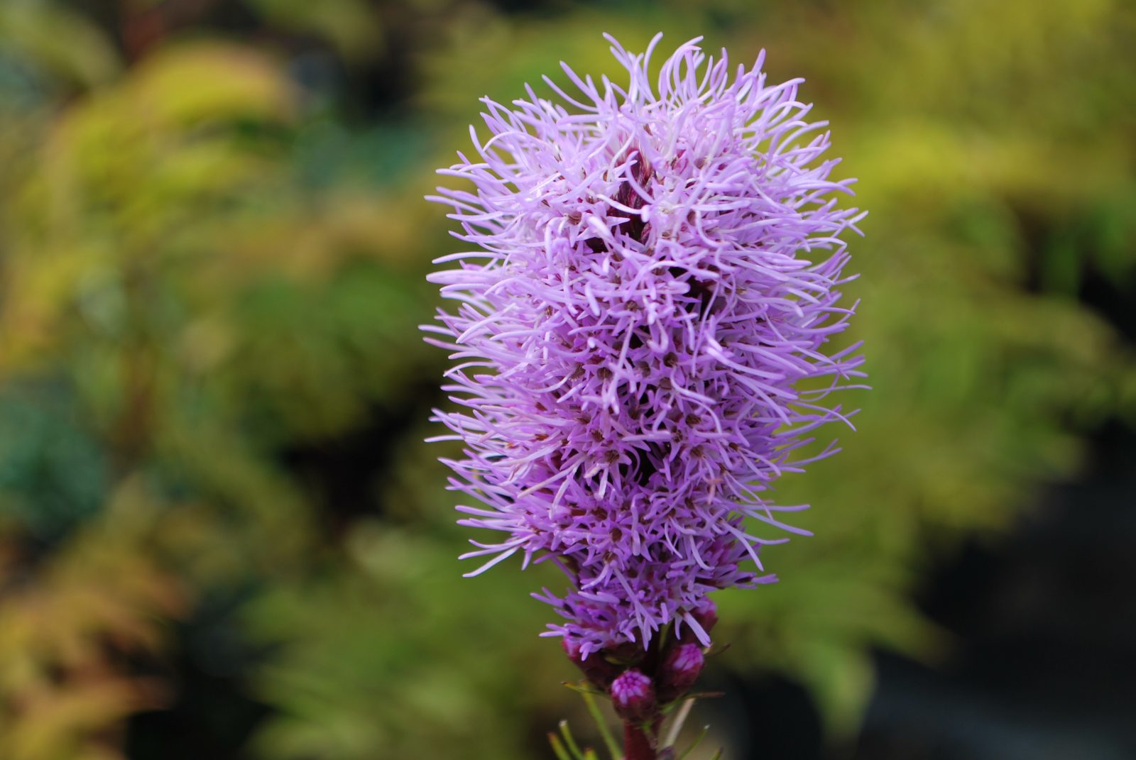 Превью изображения