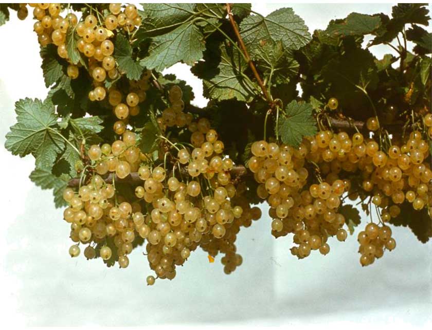 Превью изображения