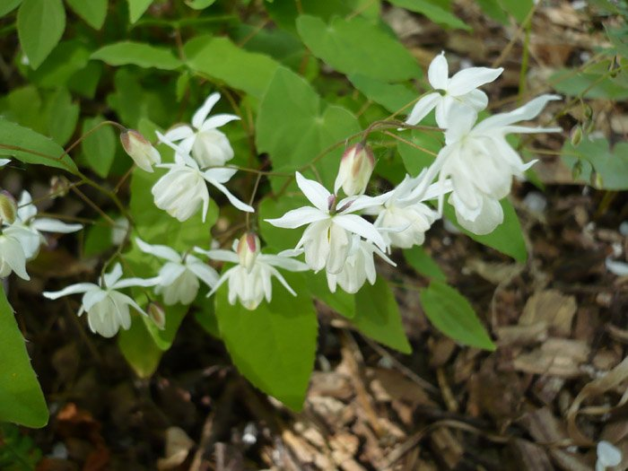 Превью изображения