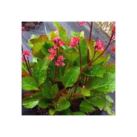 Превью изображения