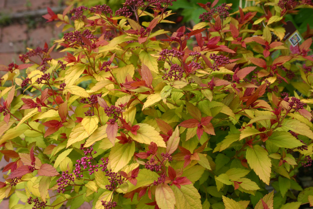 Превью изображения