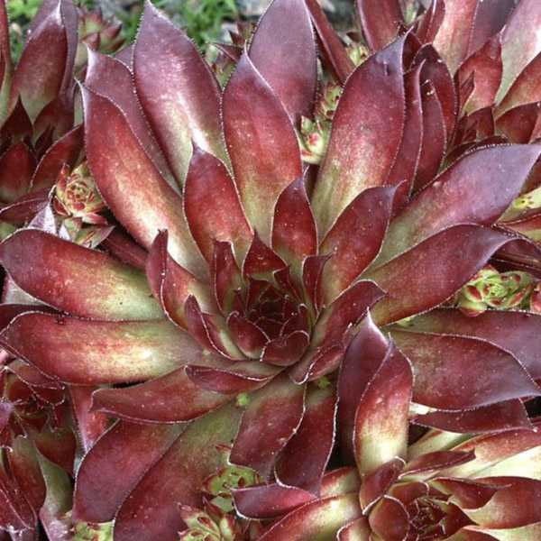 Превью изображения