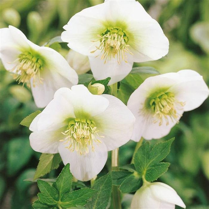 Превью изображения