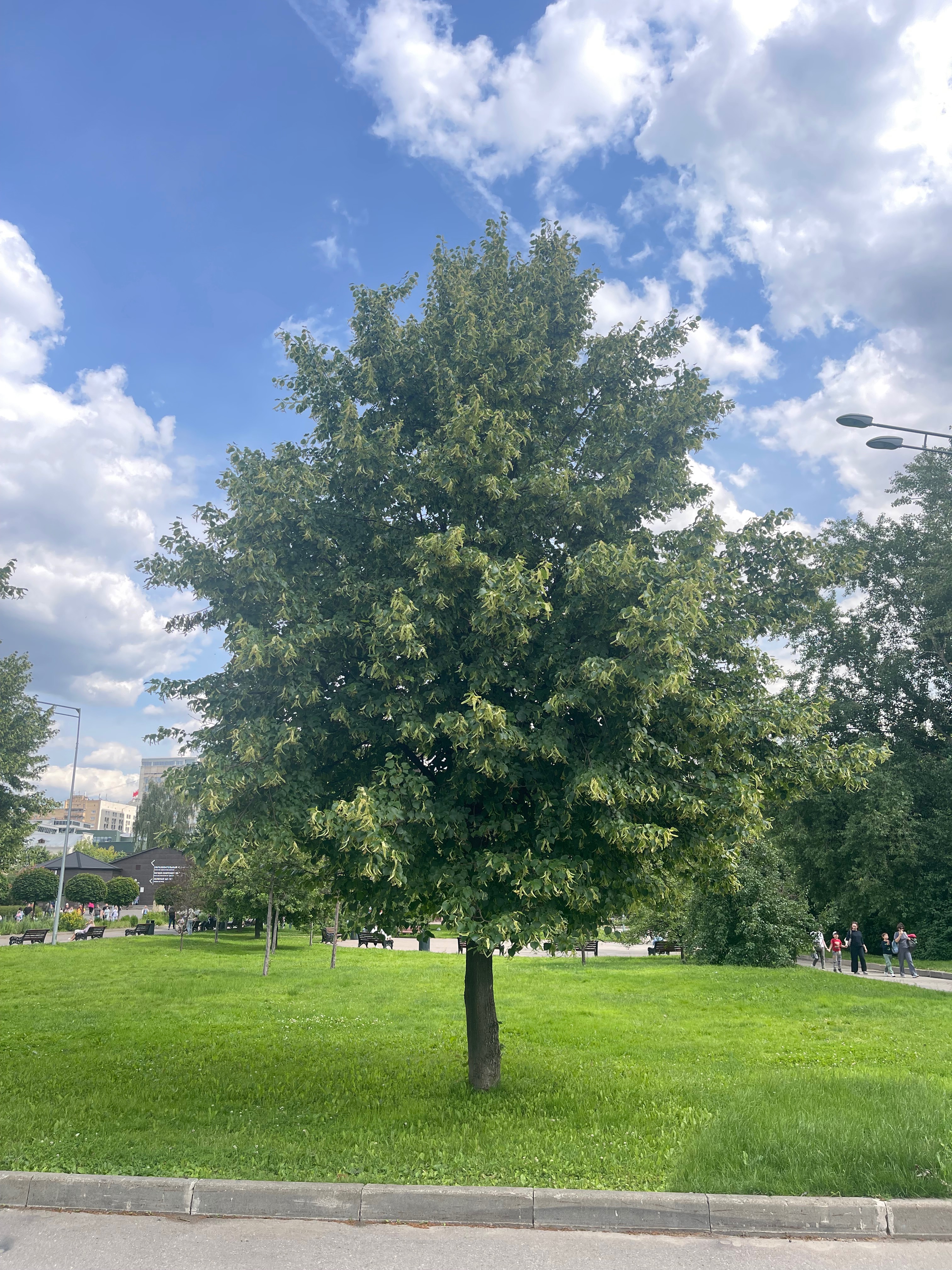 Превью изображения