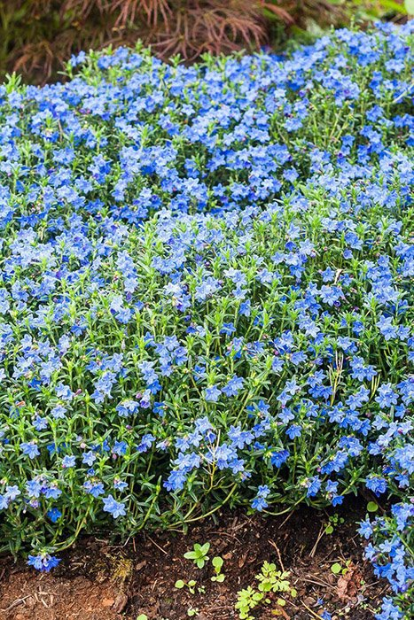 Превью изображения