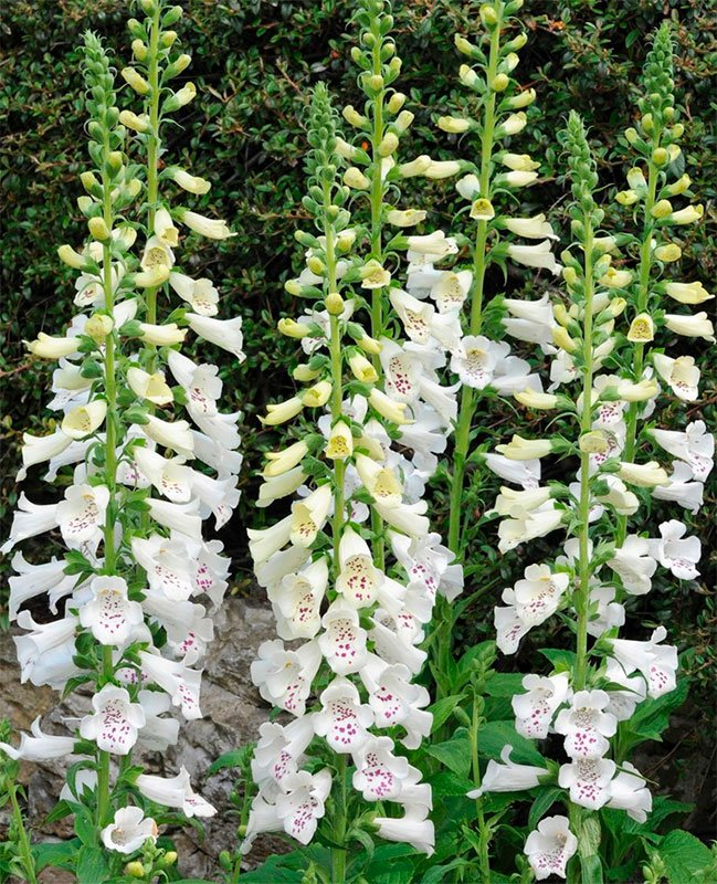 Превью изображения