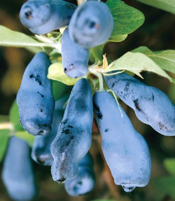 Превью изображения