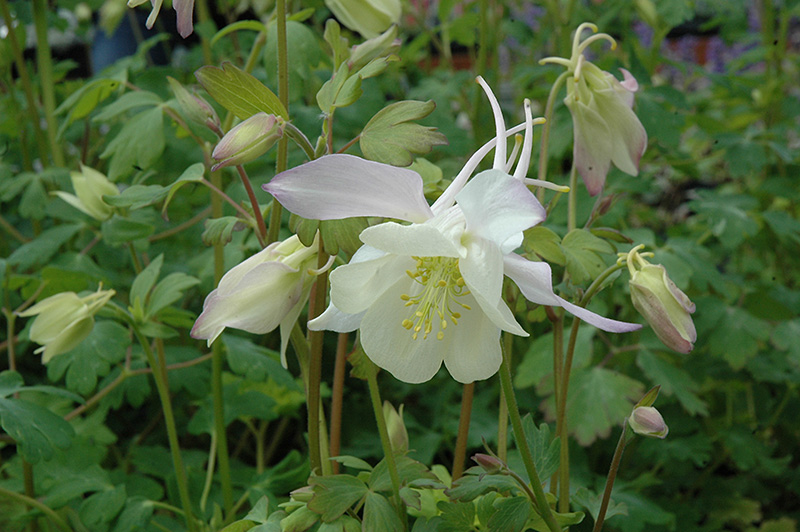 Превью изображения