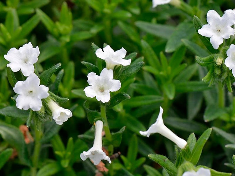 Превью изображения