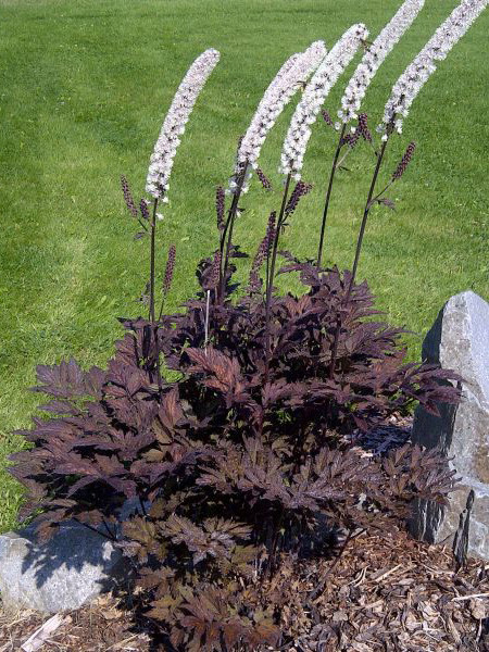 Превью изображения