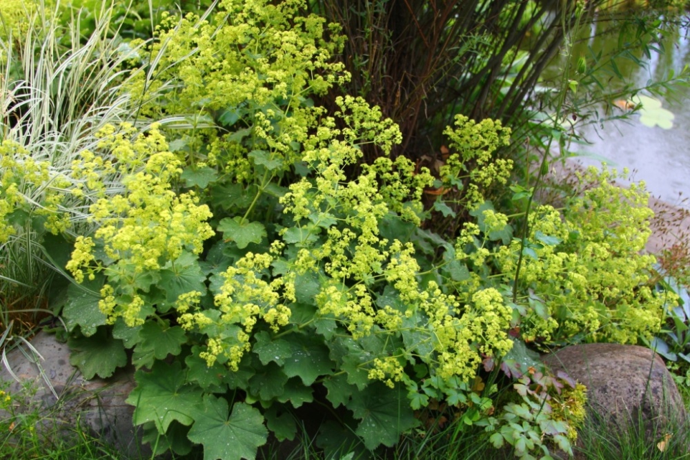 Превью изображения