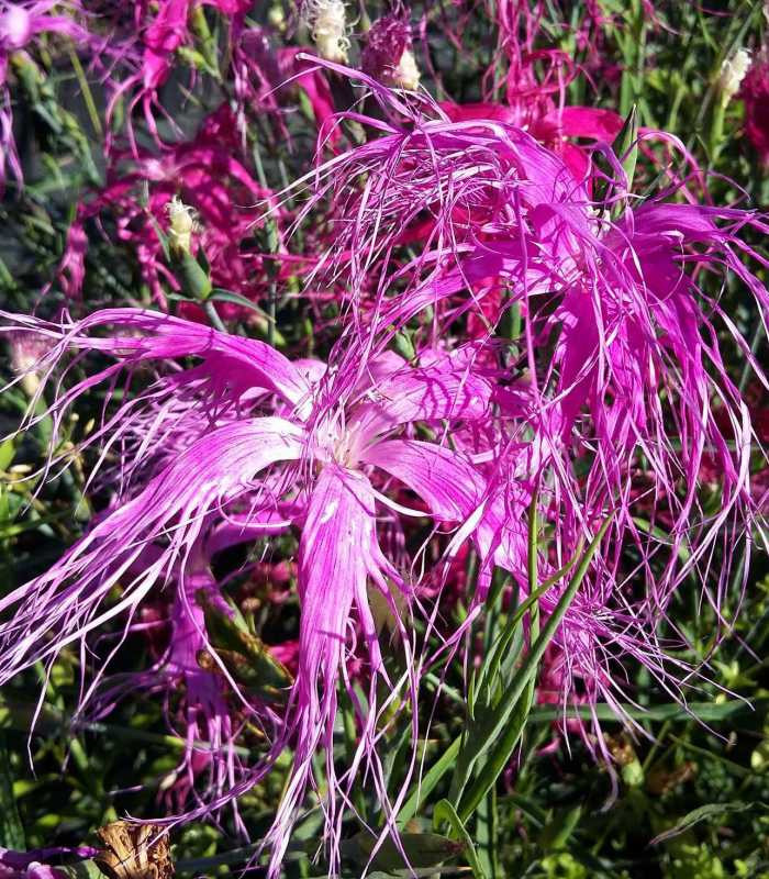 Превью изображения