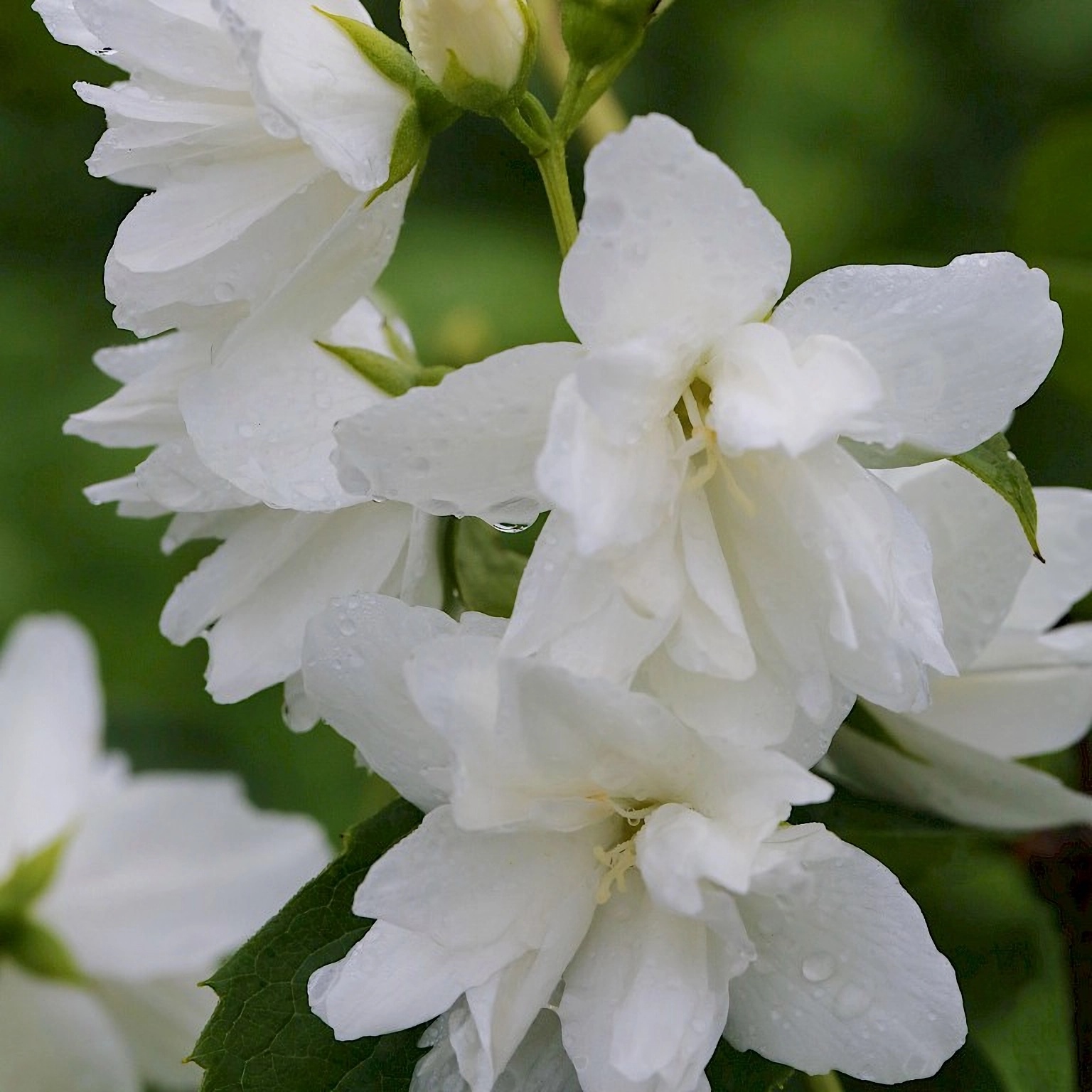 Превью изображения