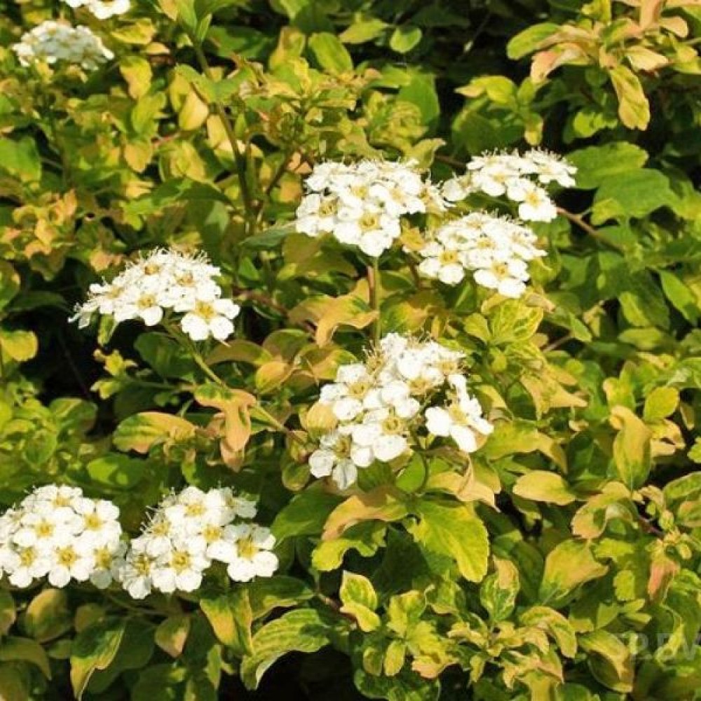 Превью изображения