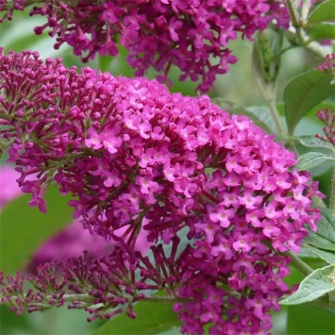 Превью изображения