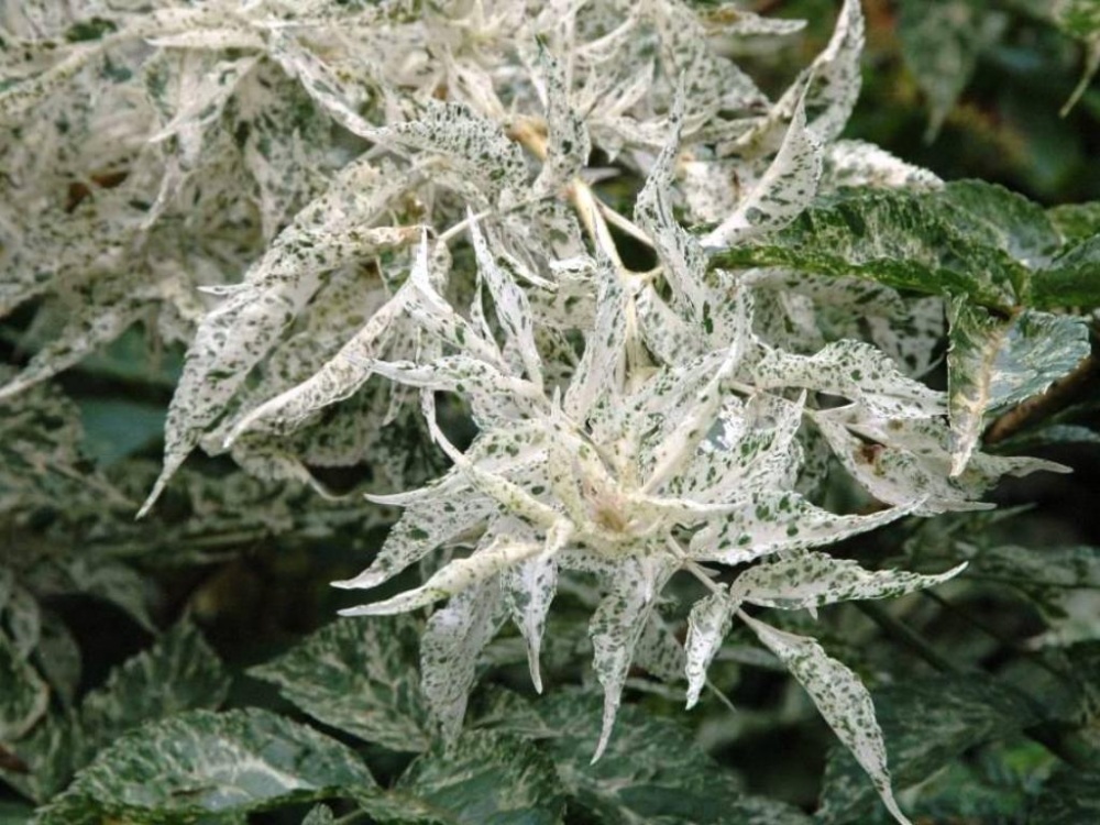 Превью изображения