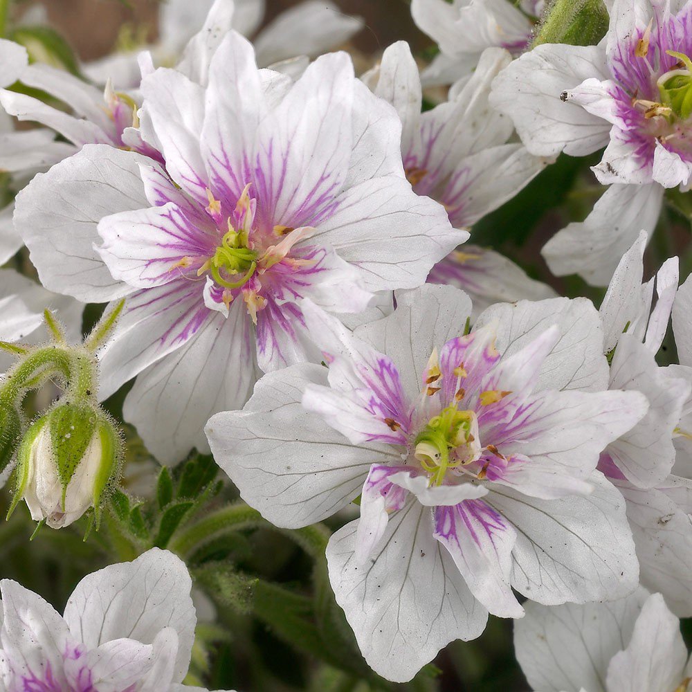 Превью изображения