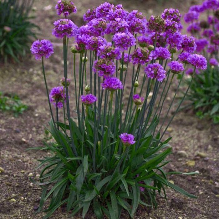 Превью изображения