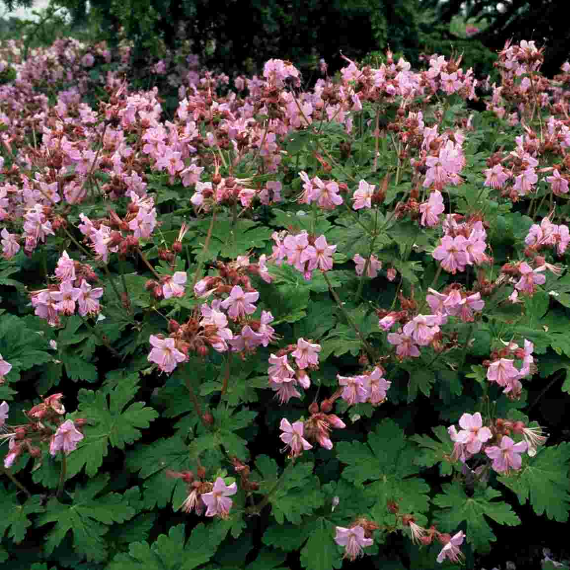 Превью изображения