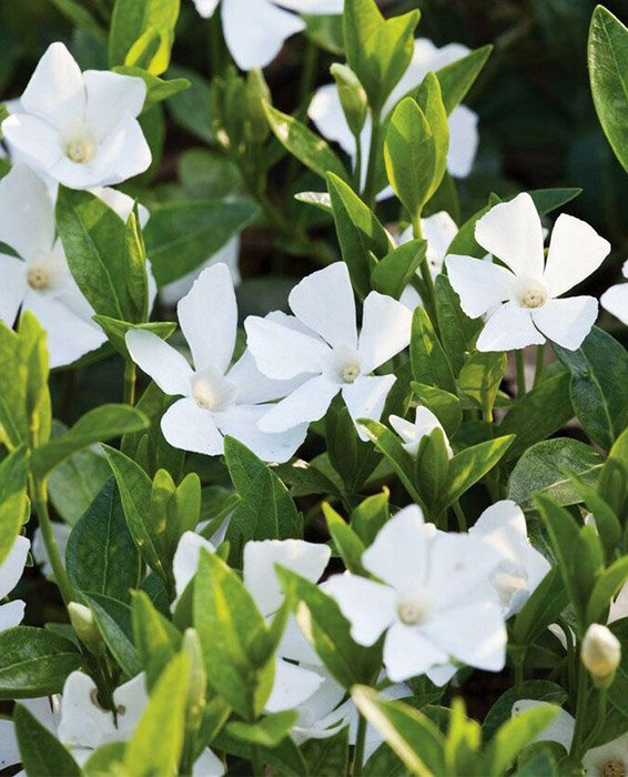 Превью изображения