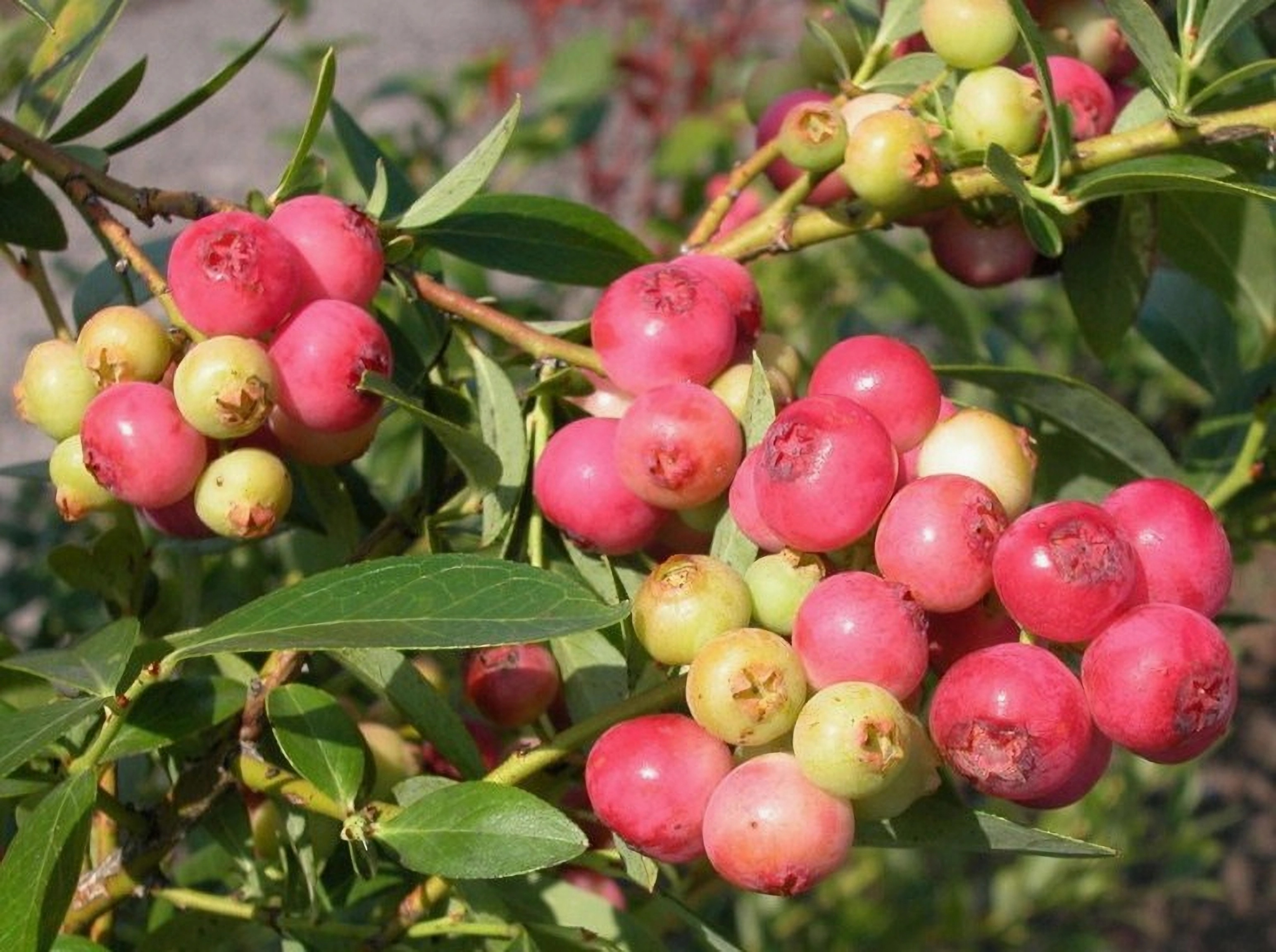 Превью изображения